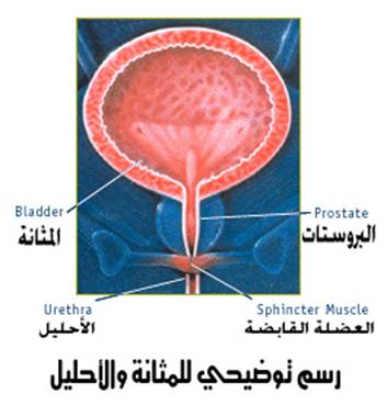 البرونزية